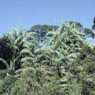 Sustainable Rattan Sourcing