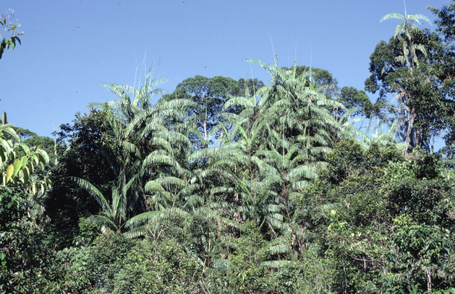 Sustainable Rattan Sourcing