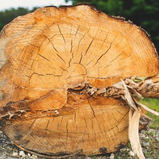 From Tree to Table