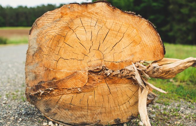 From Tree to Table