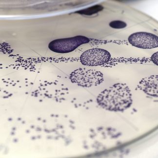 Biological Colour: A Creative Screen Printing Workshop with Ruth Lloyd x Colorifix