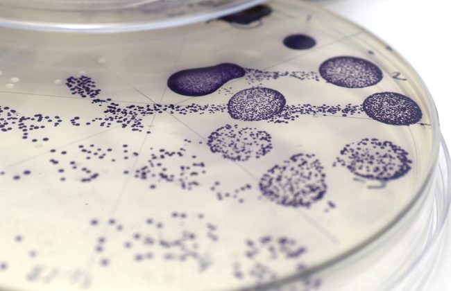 Biological Colour: A Creative Screen Printing Workshop with Ruth Lloyd x Colorifix