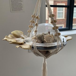 Urban Fungariums by Rachel Horton-Kitchlew